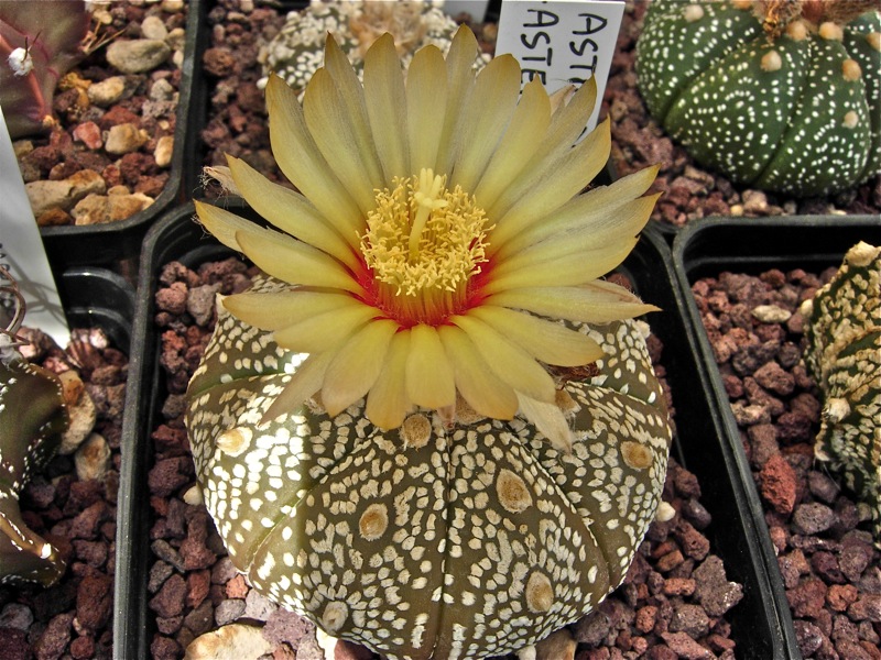 Astrophytum asterias cv. super kabuto 