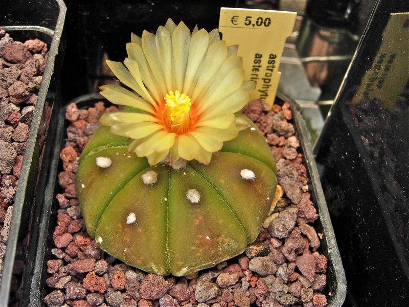 Astrophytum asterias 