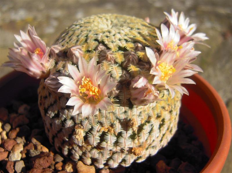 Mammillaria pectinifera 