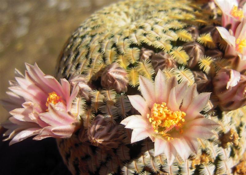 Mammillaria pectinifera 