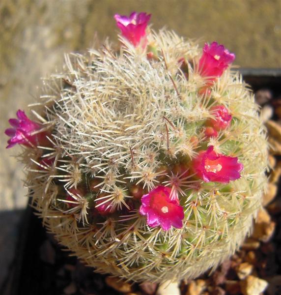 Mammillaria albidula 