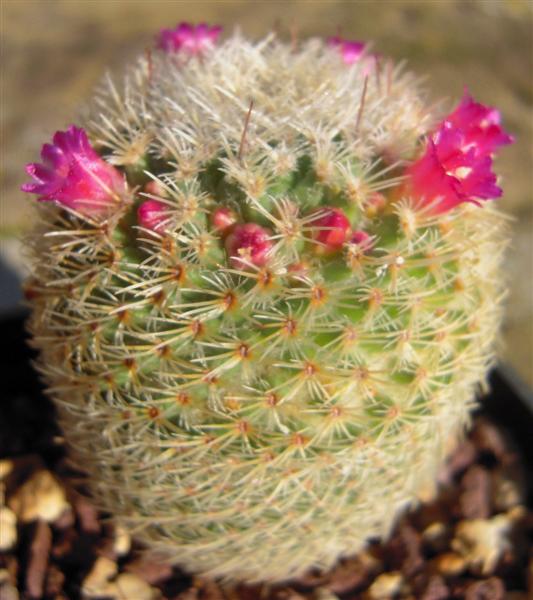 Mammillaria albidula 