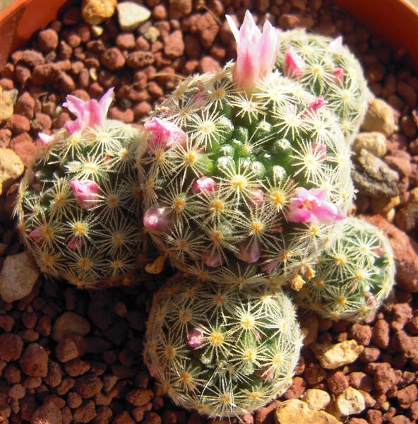 Mammillaria giselae 