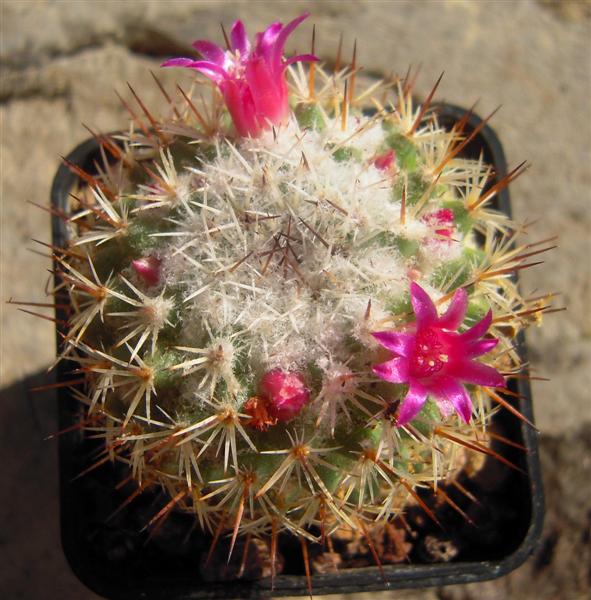 Mammillaria lanigera 