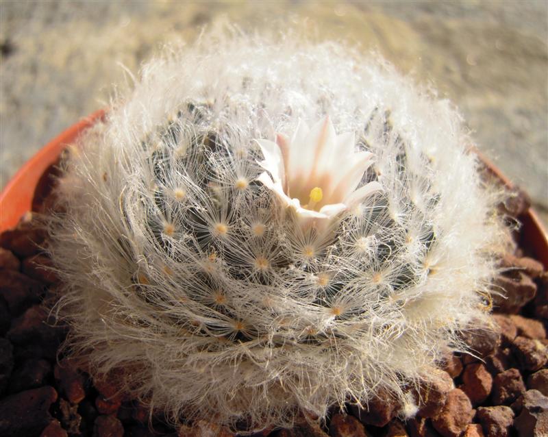 Mammillaria aureilanata v. alba 