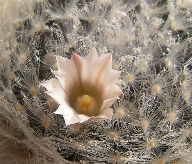 Mammillaria aureilanata v. alba 