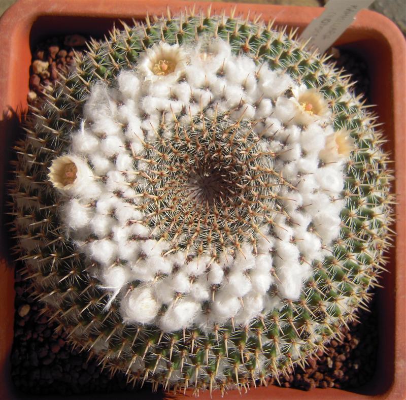 Mammillaria chionocephala 