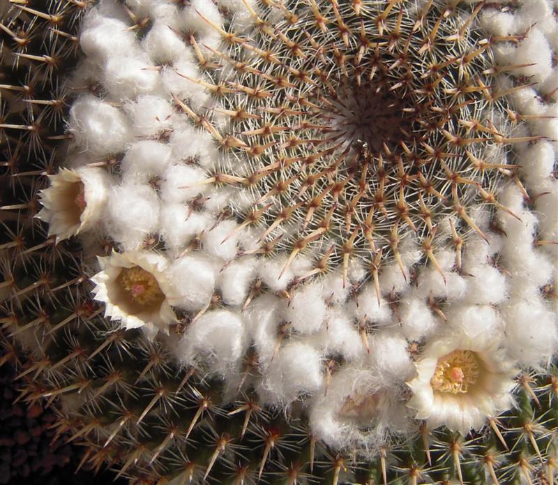 Mammillaria chionocephala 