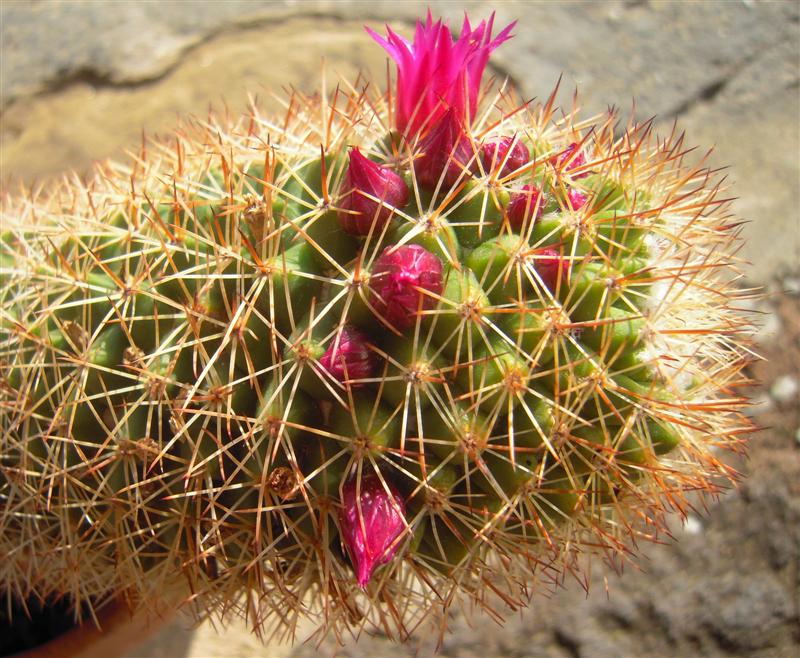 Mammillaria backebergiana 