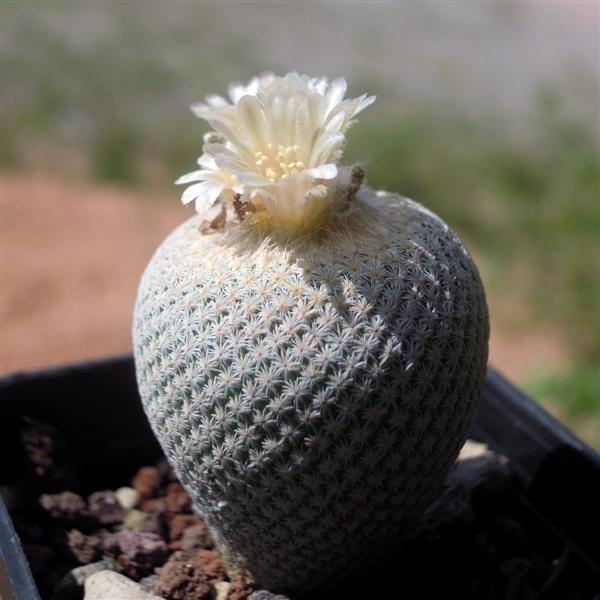 Epithelantha bokei 