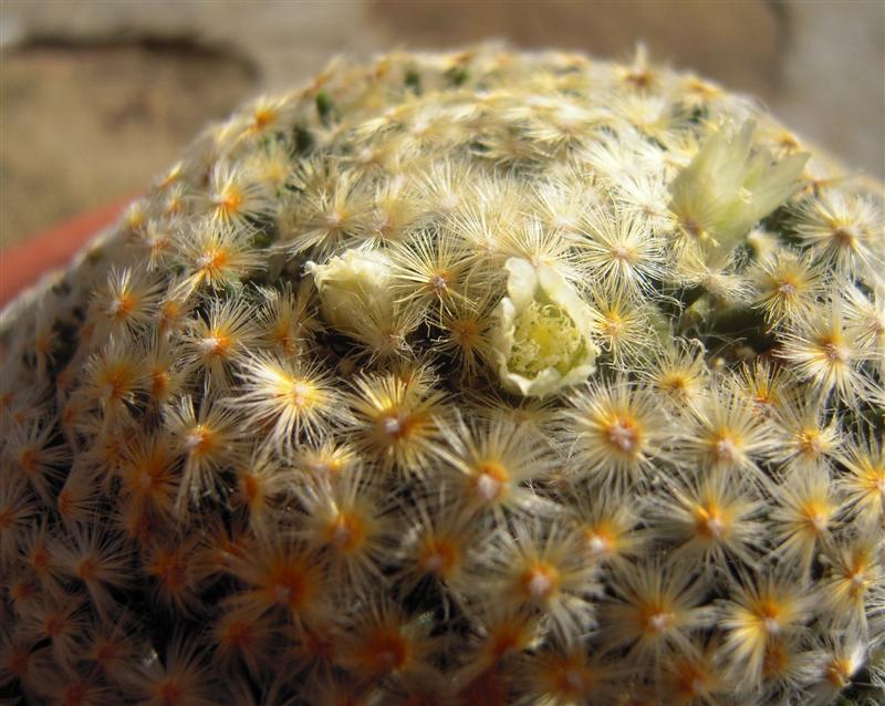 Mammillaria schiedeana 