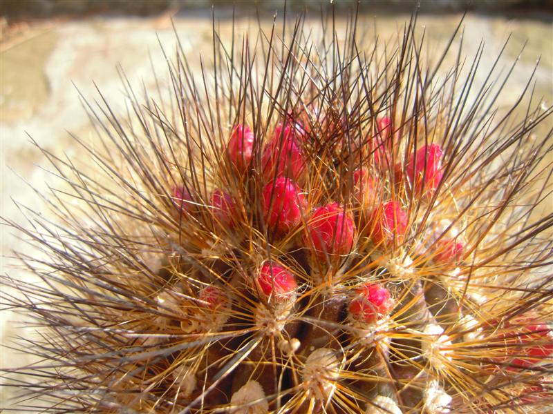 Neoporteria villosa 