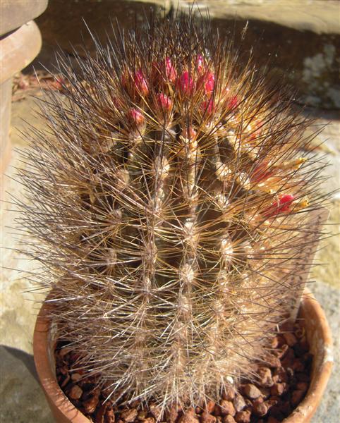 Neoporteria villosa 