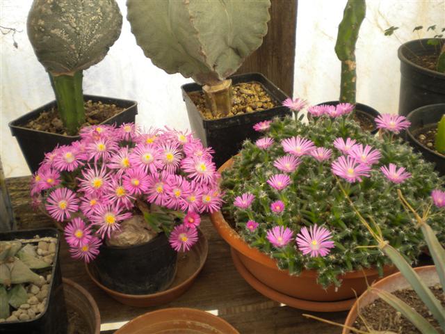 Trichodiadema densum 