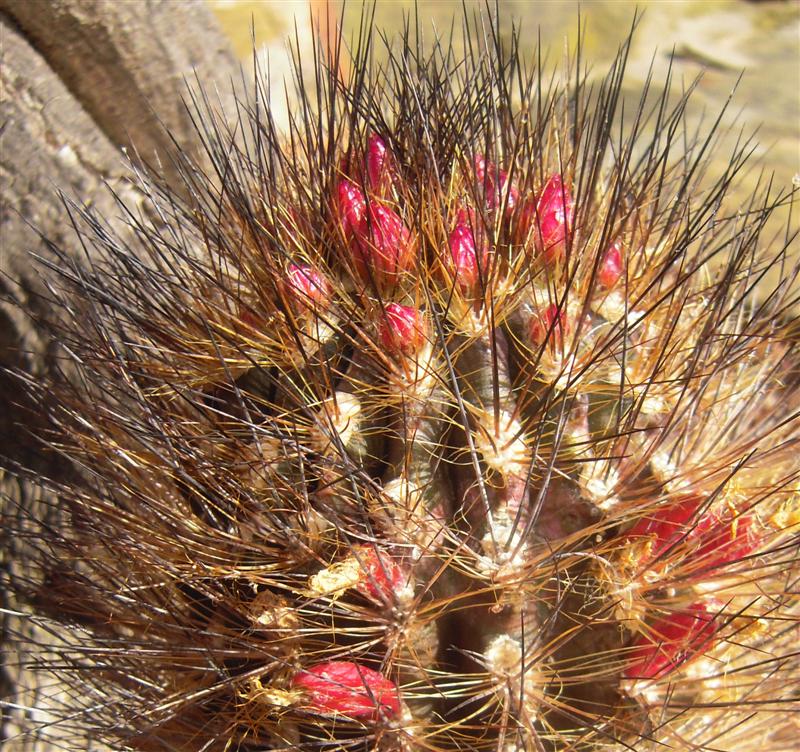 Neoporteria villosa 