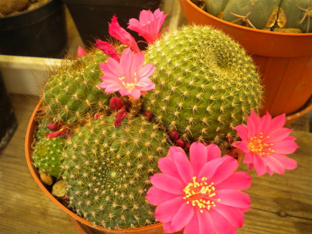 Rebutia  