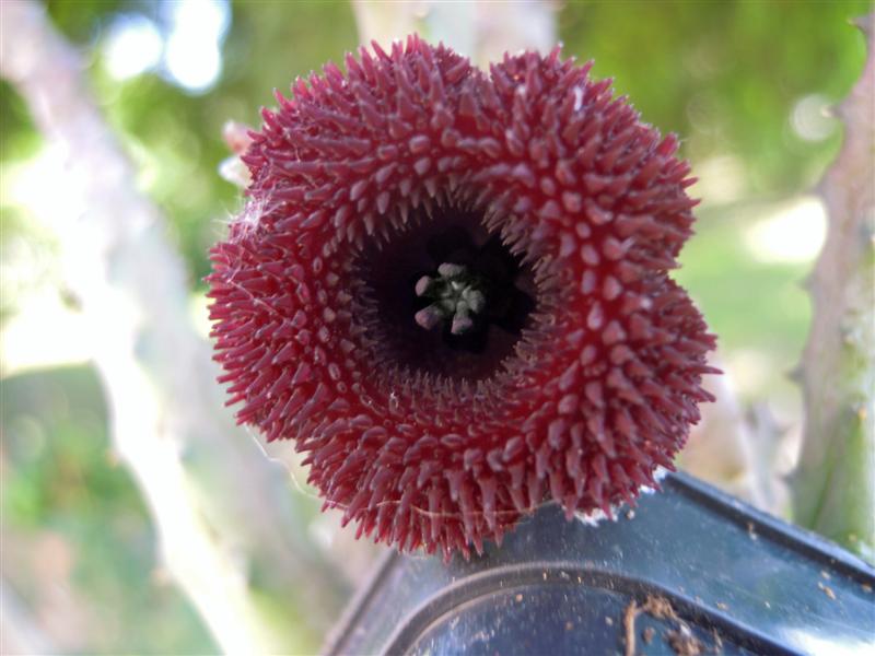 Huernia x pendurata 