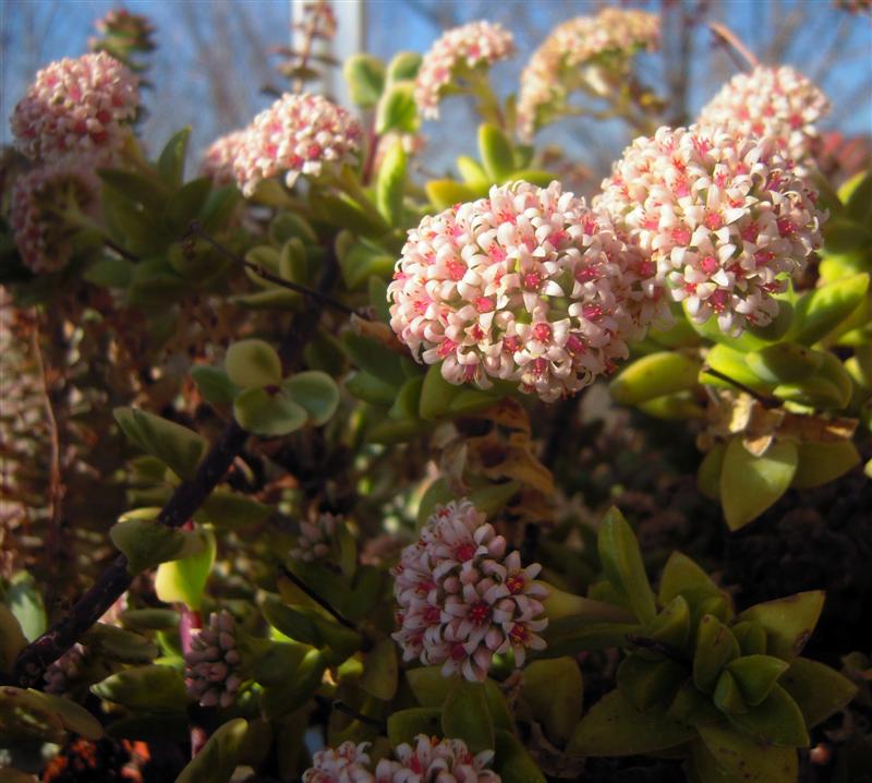 crassula cv. bride's bouquet