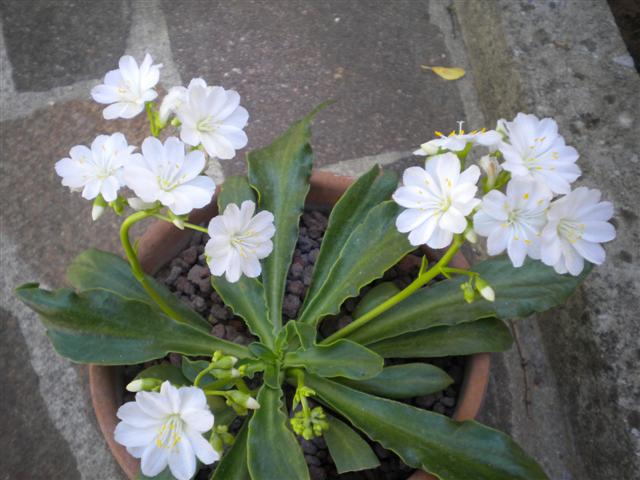 Lewisia cotyledon 