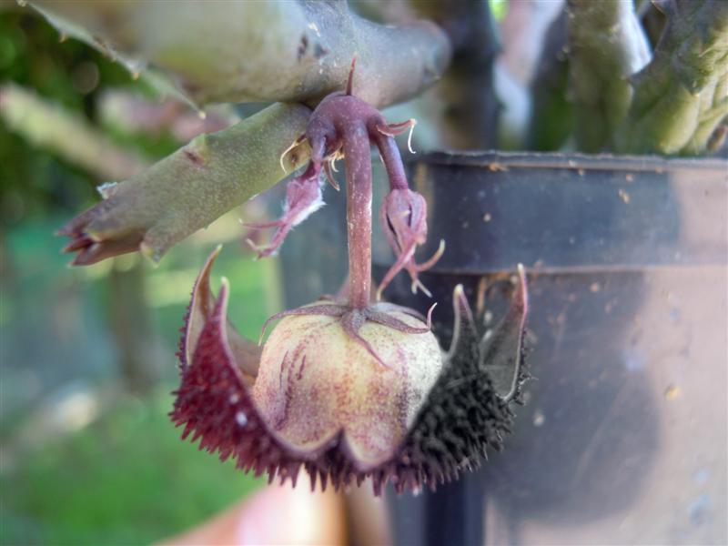 Huernia x pendurata 