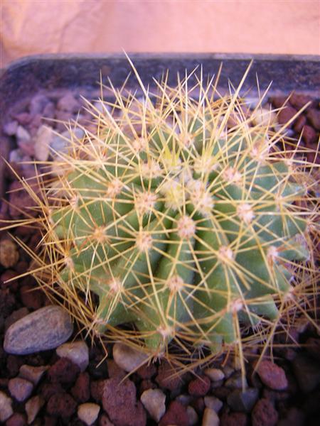 Ferocactus schwarzii 