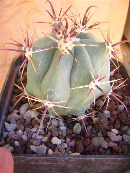 Ferocactus emoryi ssp. rectispinus 