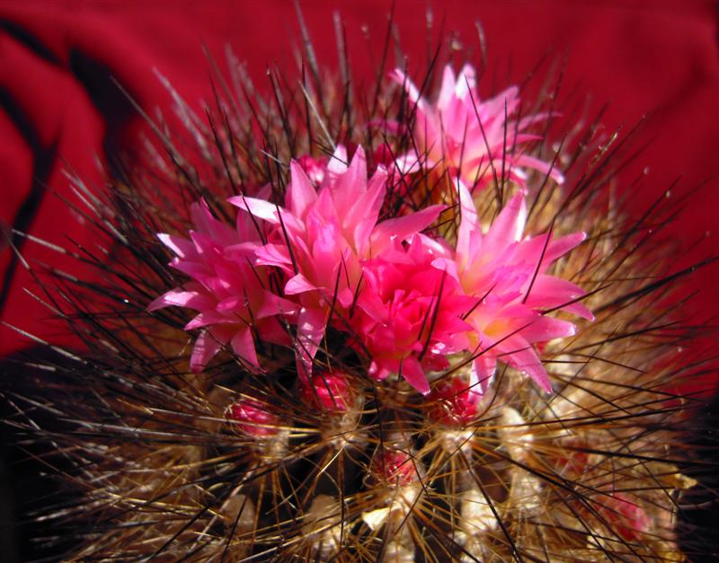 Neoporteria villosa 