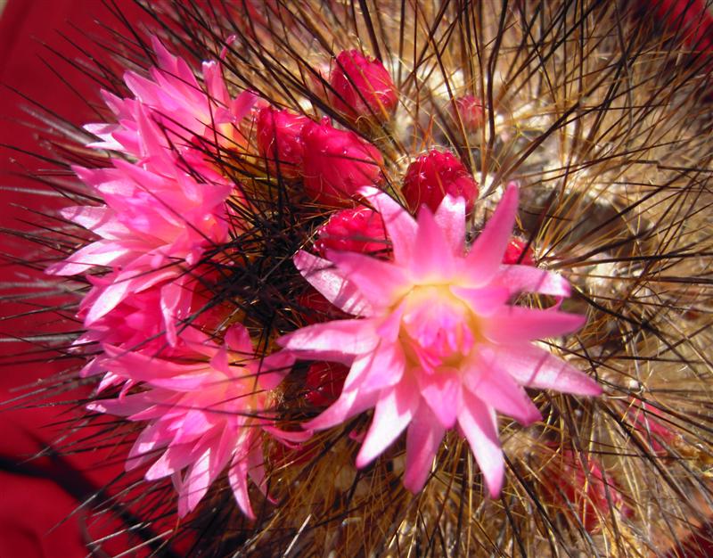 Neoporteria villosa 
