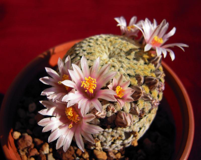 Mammillaria pectinifera 