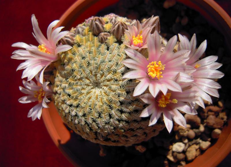 Mammillaria pectinifera 