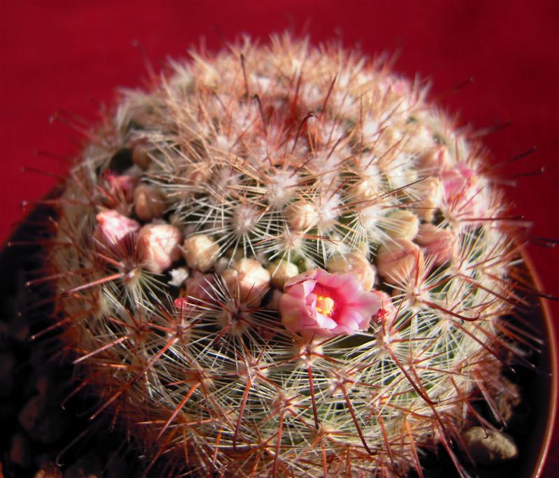 Mammillaria jaliscana 