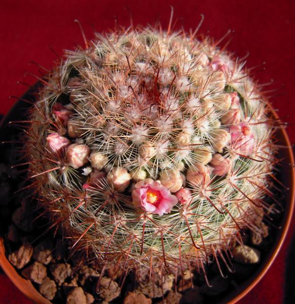 Mammillaria jaliscana 