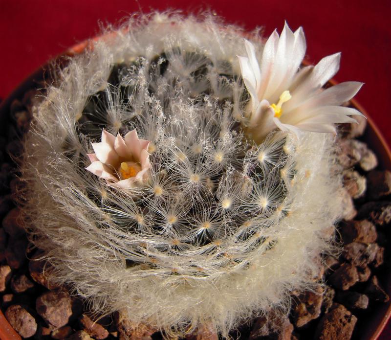 Mammillaria aureilanata v. alba 