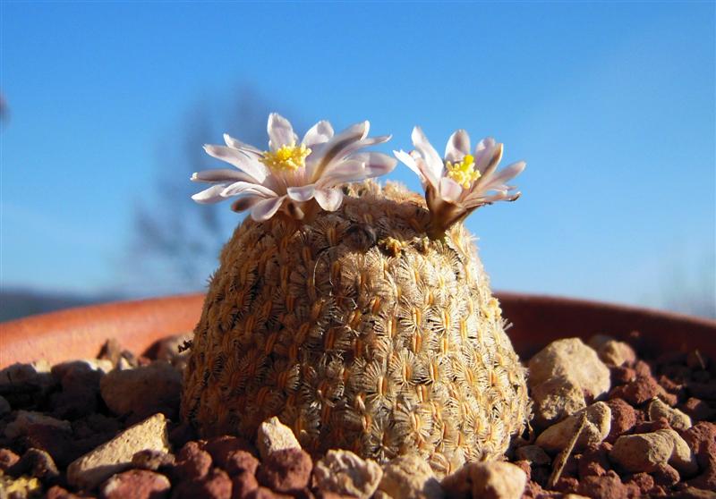 Mammillaria sanchez-mejoradae 