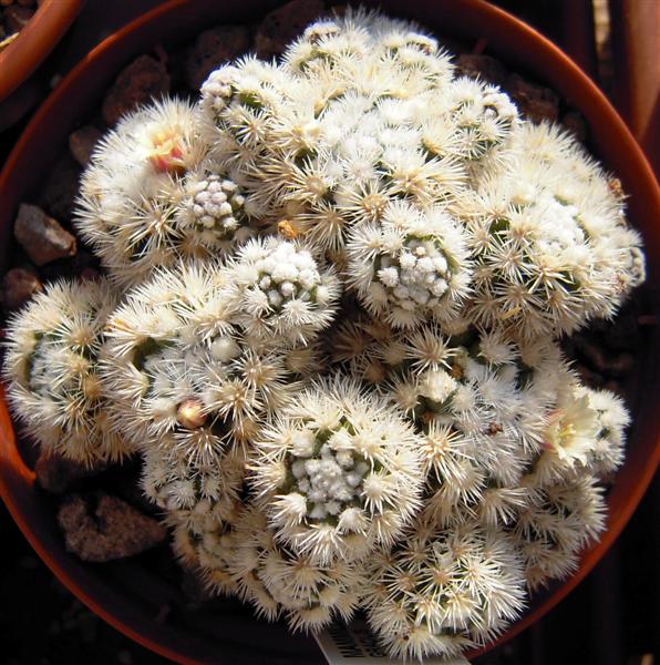 mammillaria vetula ssp. gracilis cv. arizona snowcap