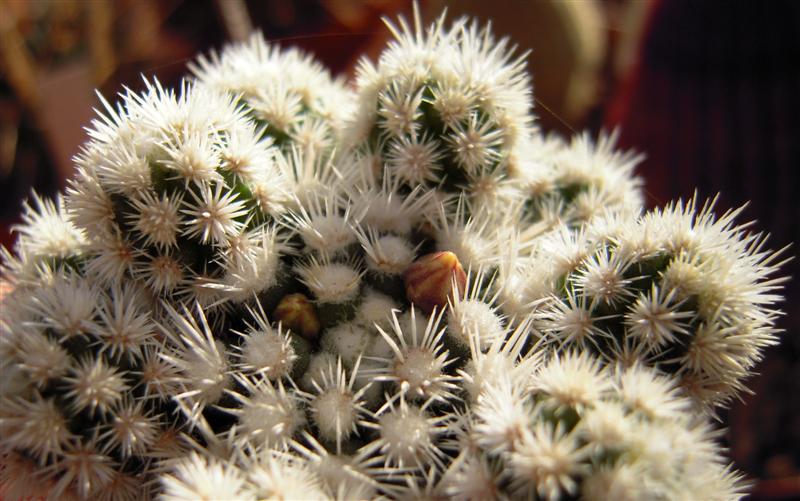 Mammillaria vetula ssp. gracilis cv. arizona snowcap 