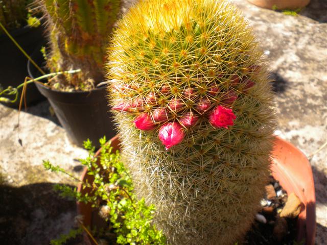 Mammillaria spinosissima 