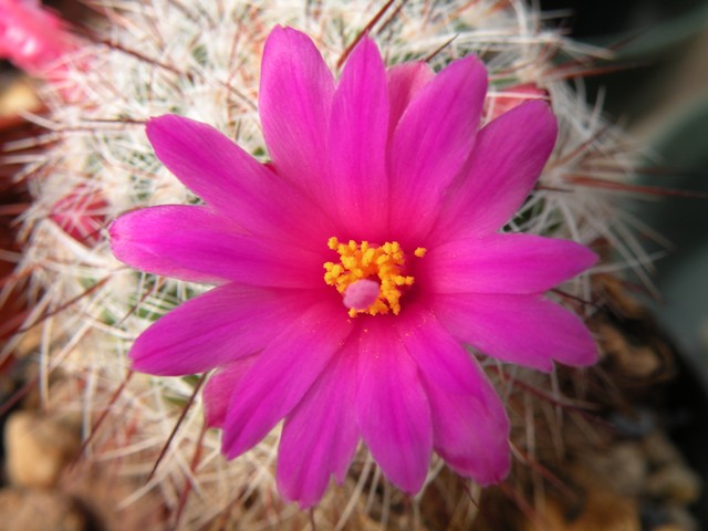 Mammillaria deherdtiana ssp. dodsonii 