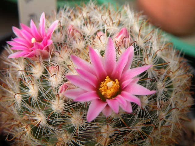 Mammillaria tepexicensis fo 177