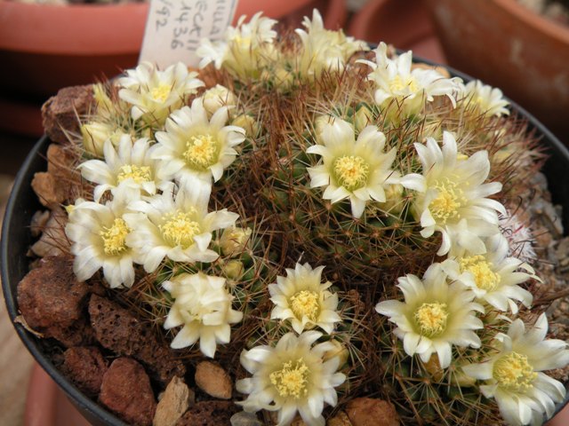 Mammillaria picta ssp. viereckii SB 1436