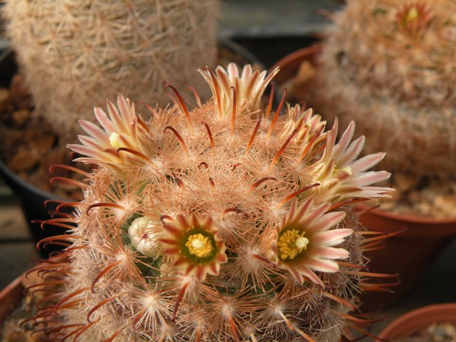 Mammillaria stella-de-tacubaya 