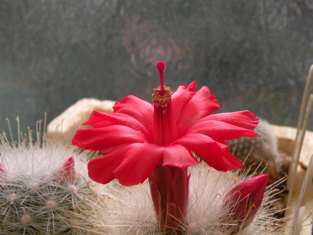 Mammillaria senilis 