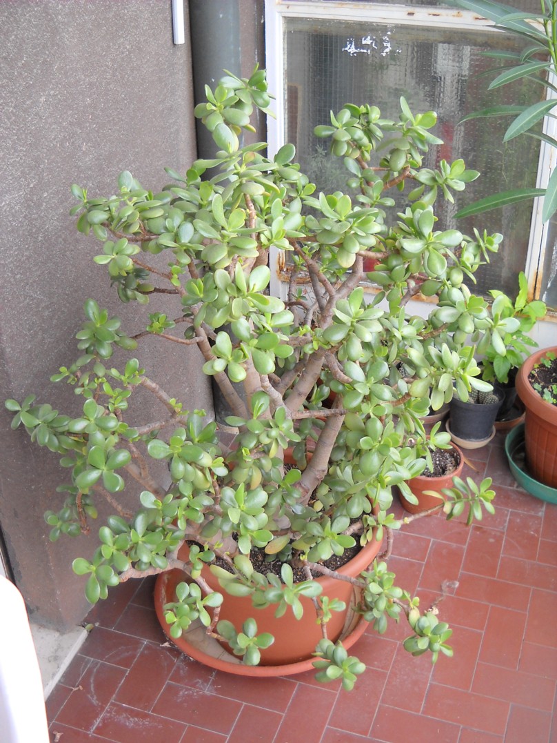 Crassula ovata 