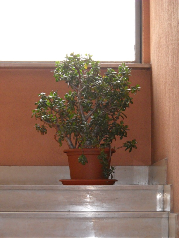 Crassula ovata 