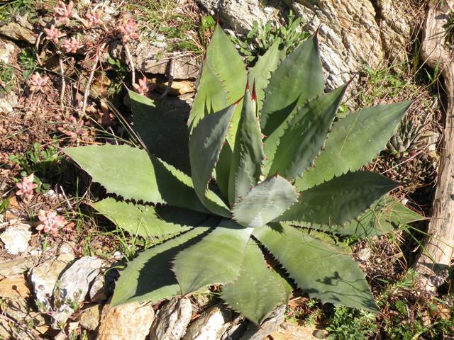 Agave cupreata 