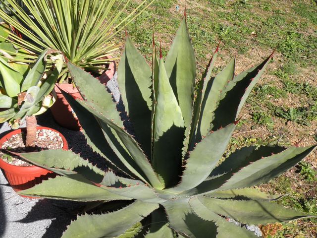 Agave cupreata 