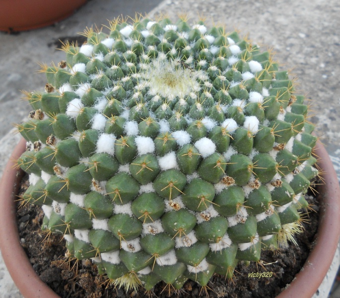 Mammillaria marksiana 