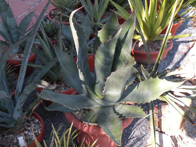 Agave atrovirens v. mirabilis 