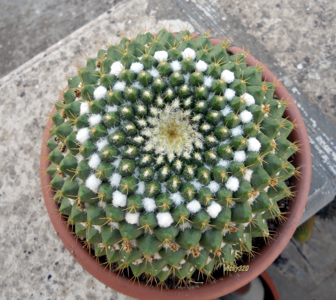 Mammillaria marksiana 