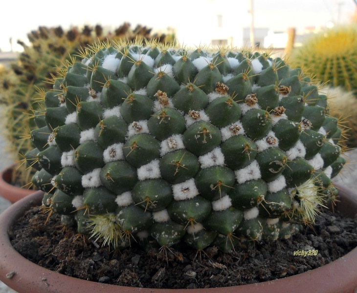 Mammillaria marksiana 